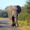 Zuid Afrika safari Kruger